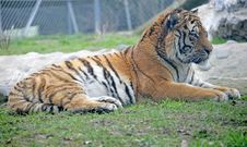 Amur Tiger 4 Stock Image Amur Tiger 4 Stock Image