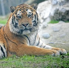 Amur Tiger 5 Royalty Free Stock Photo
