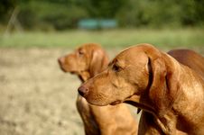 Vizsla Mother And Daughter Royalty Free Stock Photography