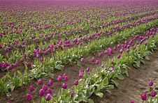 Purple Tulips Stock Photos