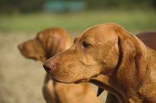 Vizsla Mother With Puppy Stock Photography Vizsla Mother With Puppy Stock Photography