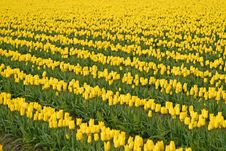 Yellow Tulips Royalty Free Stock Photo