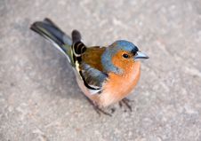 Chaffinch Royalty Free Stock Photo