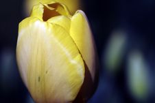 Yellow Tulip Royalty Free Stock Images Yellow Tulip Royalty Free Stock Images