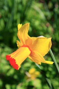Narcissus (Jetfire) Stock Photography Narcissus (Jetfire) Stock Photography