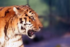 Siberian Tiger Royalty Free Stock Images