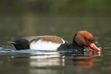 Close-up Of A Beautiful Duck Royalty Free Stock Photo Close-up Of A Beautiful Duck Royalty Free Stock Photo