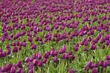 Purple Tulip Field Royalty Free Stock Photography Purple Tulip Field Royalty Free Stock Photography