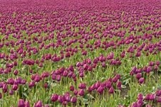 Endless Purple Tulips Royalty Free Stock Images Endless Purple Tulips Royalty Free Stock Images