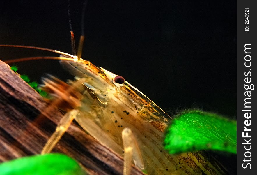 Close-up of freshwater shrimp: Wood or Singapore Shrimp, Atyopsis moluccensis, Atyidae family