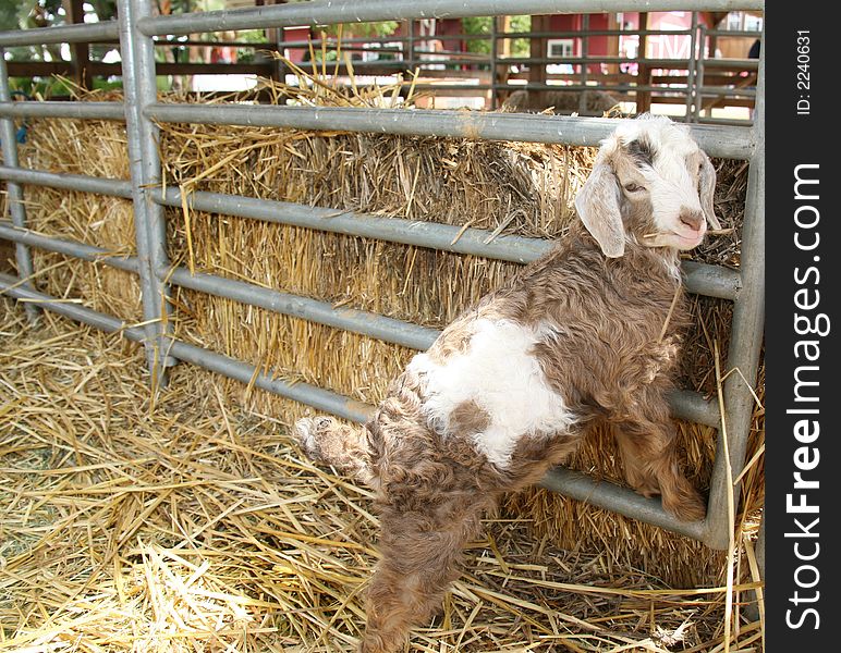 Adorable Curly Haired Baby Angora Lamb. Adorable Curly Haired Baby Angora Lamb