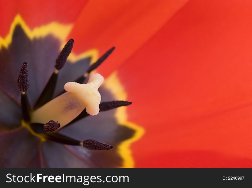 Macro photograph of tulips flower inside. Macro photograph of tulips flower inside