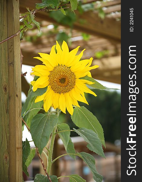Lone Yellow Sunflower With Green Leaves