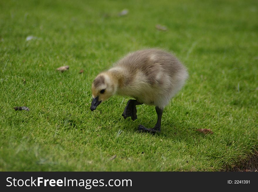 Cute Canada Goose Chick
