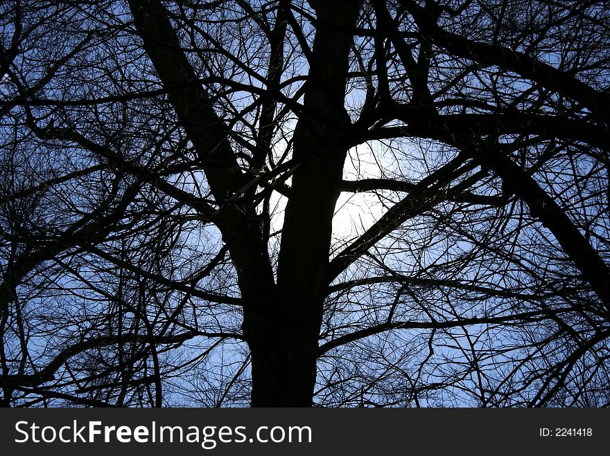 Silhouette of tree with sun directly behind main trunk. Silhouette of tree with sun directly behind main trunk