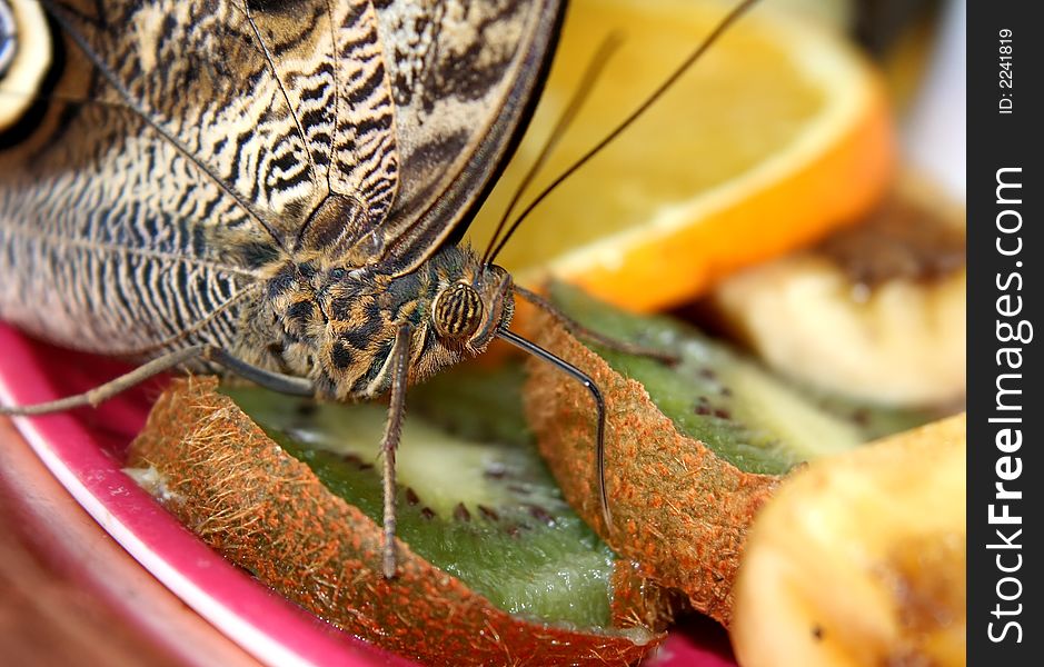 Butterfly in a fruit plate. (close-up)