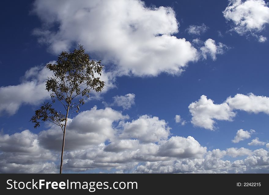 Lone tree with clouds speaks to solitary. It speaks to the changing of weather and the ability for one to stand alone.