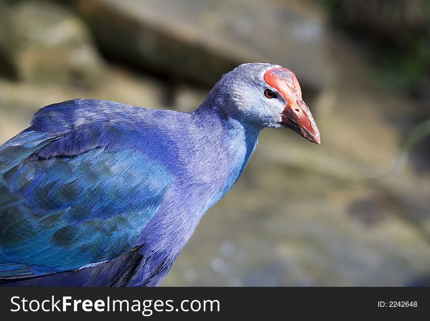 The Purple Swamp hen - portrait