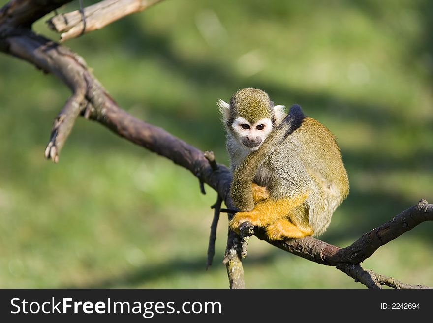 The squirrel monkey sitting on branch