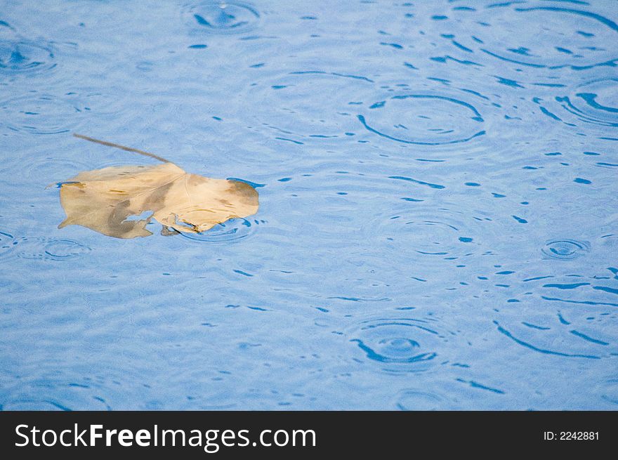 Solitary leaf in floating in pool with light rain falling on pool. Solitary leaf in floating in pool with light rain falling on pool