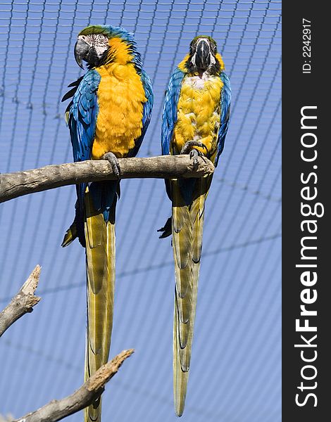 The Blue and yellow Macaw sitting on branch