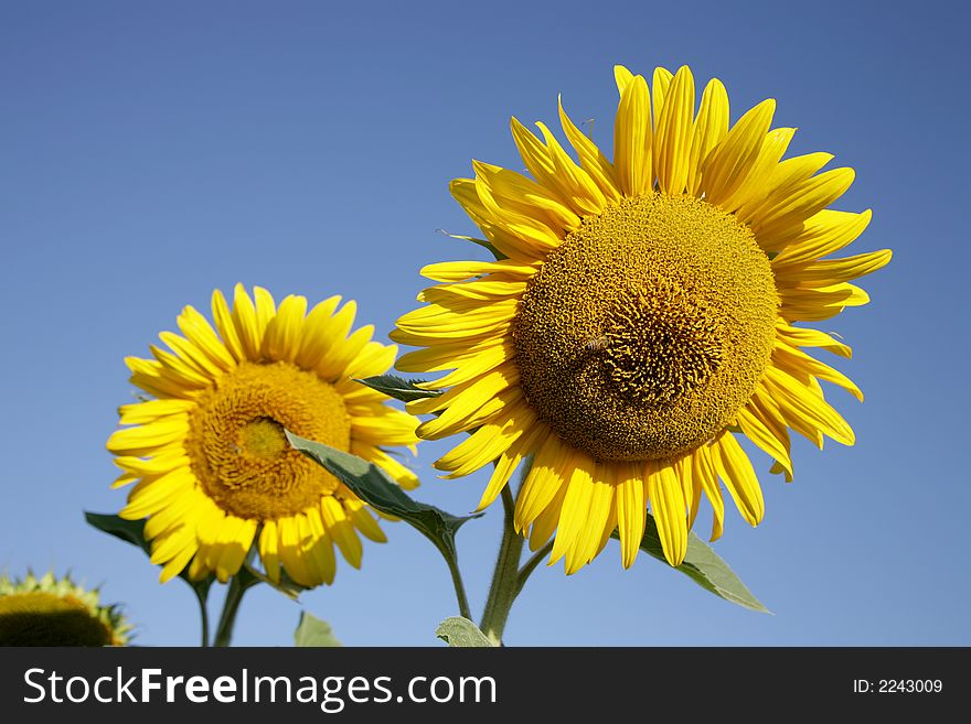 A big yellow sunflower in sunflower field. A big yellow sunflower in sunflower field