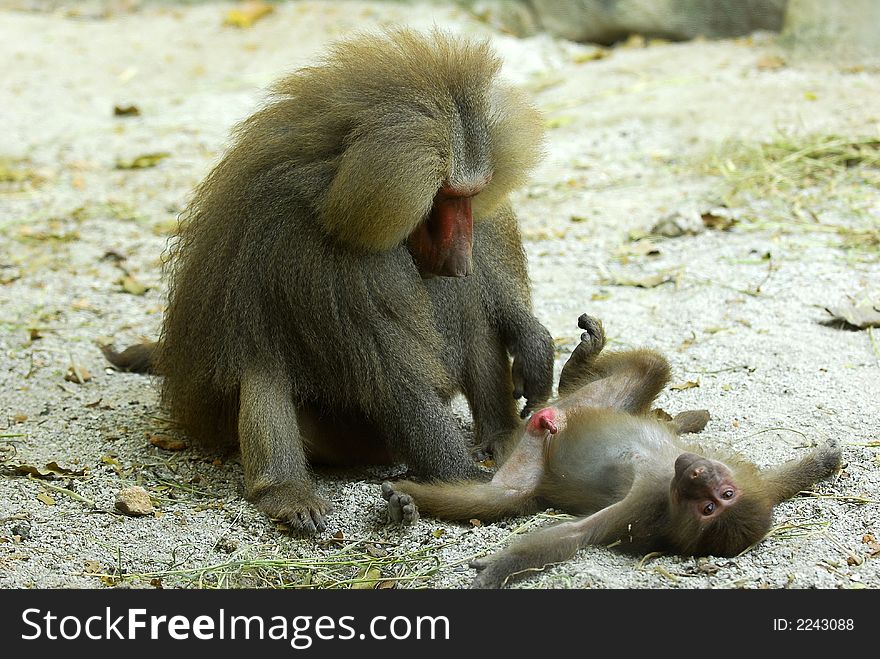 A picture of a monkey playing with her son. A picture of a monkey playing with her son