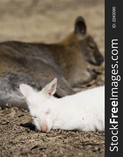 The Red necked wallaby sleeping by mother