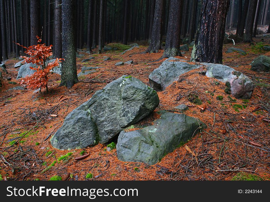 Stones and needles in autumn forest. Stones and needles in autumn forest