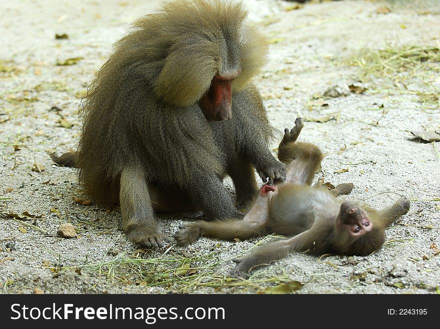 Two monkeys playing with each other. Two monkeys playing with each other