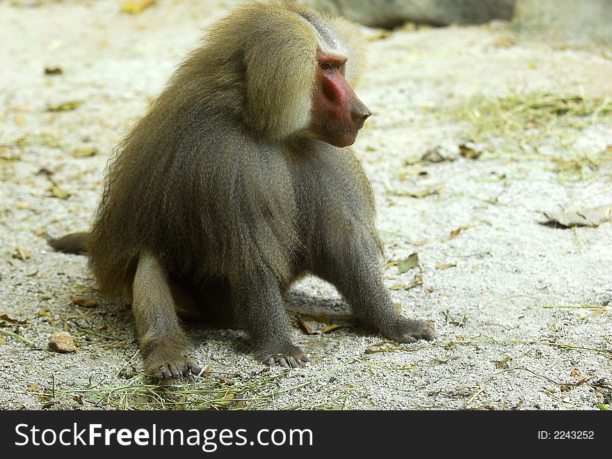 Baboon