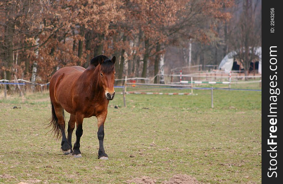 Brown gentlemanlike horse walking on pasture