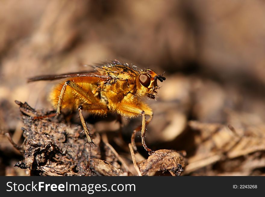 Macro of yellow fly sitting on something brown