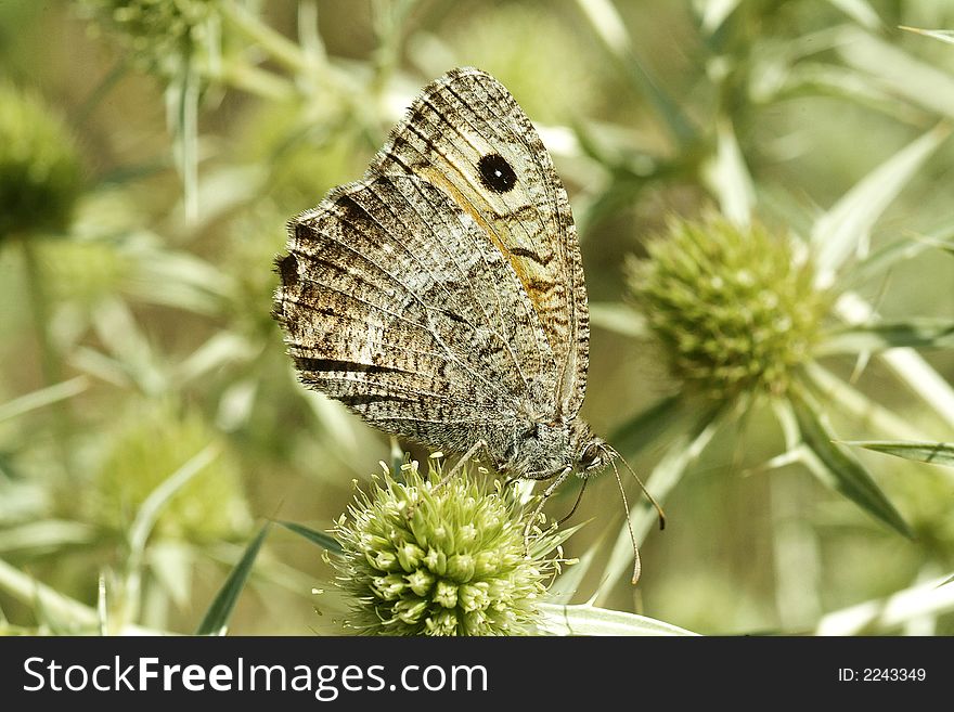 Butterfly On Thistle