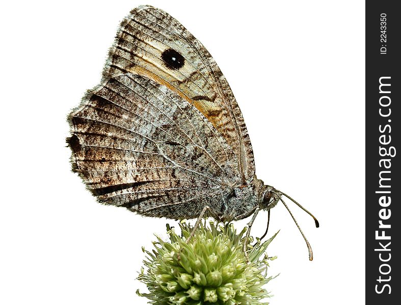 A butterfly on a green thistle with mask. A butterfly on a green thistle with mask