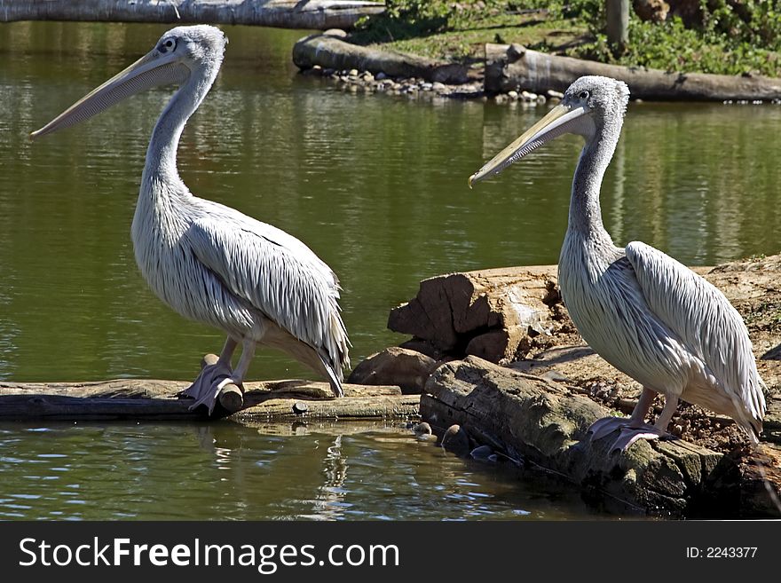 Two pelicans in nature in Portugal