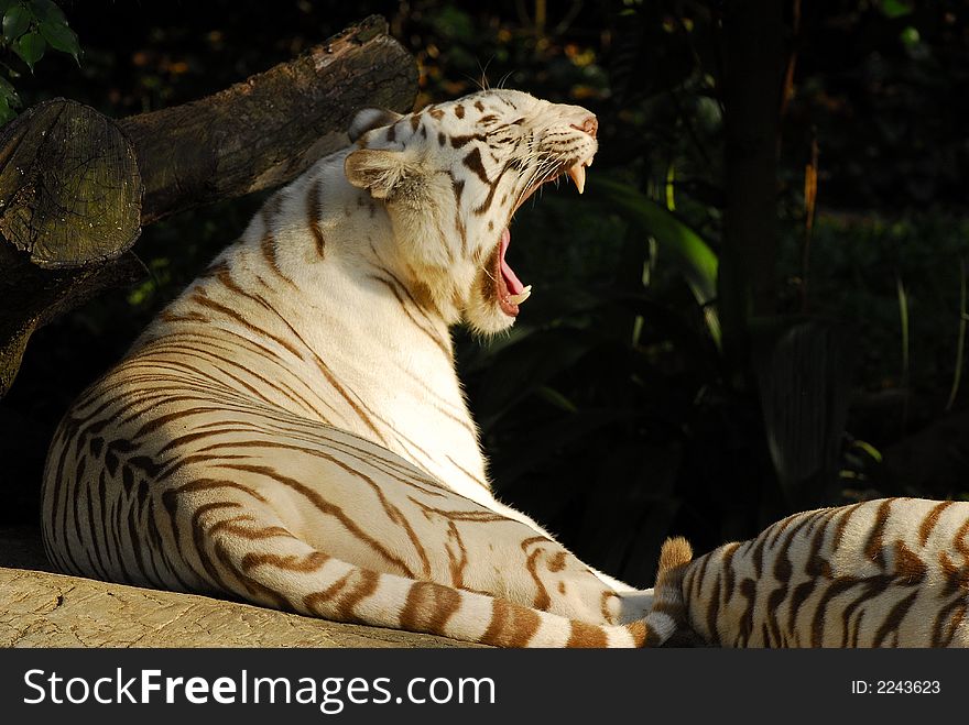 A picture of a white tiger yawning. A picture of a white tiger yawning