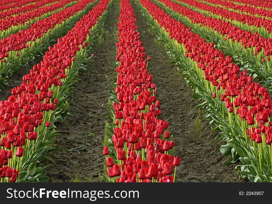 Red rows of tulips in the Skagit Valley, WA. Red rows of tulips in the Skagit Valley, WA