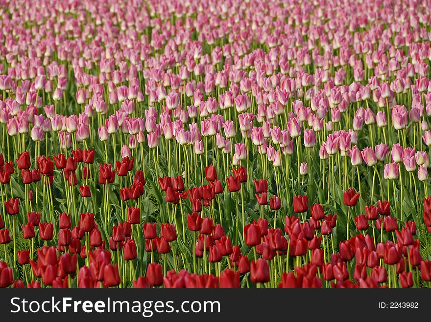 Tulips going from red to pink. Tulips going from red to pink