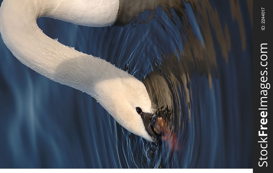 White swan drink water from Senba Lake at Japan. White swan drink water from Senba Lake at Japan