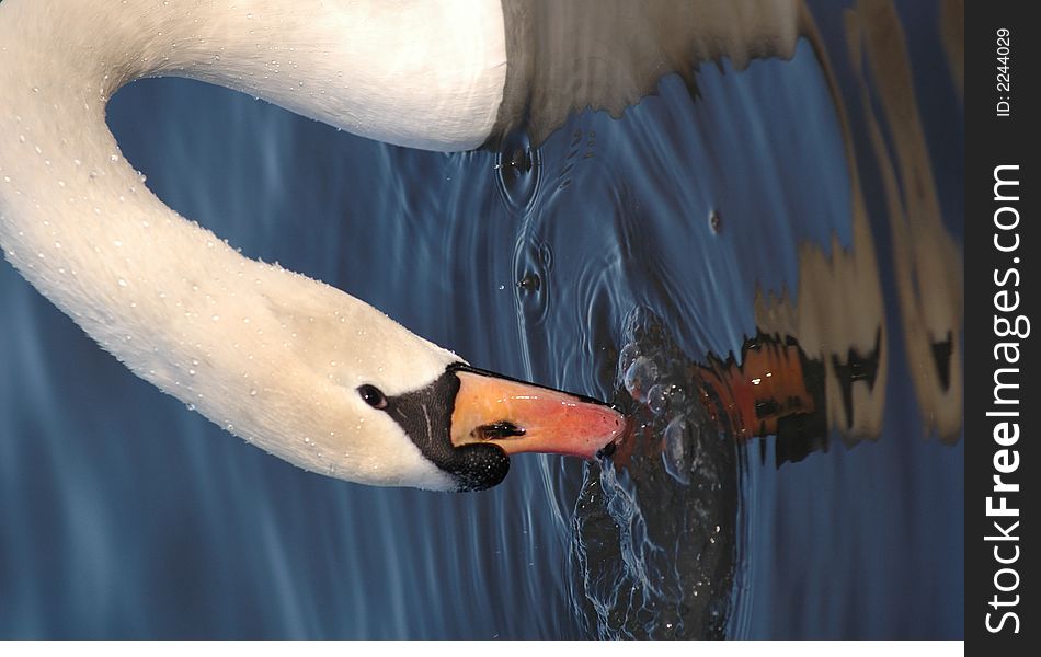White swan drink water from Senba Lake,Japan. White swan drink water from Senba Lake,Japan