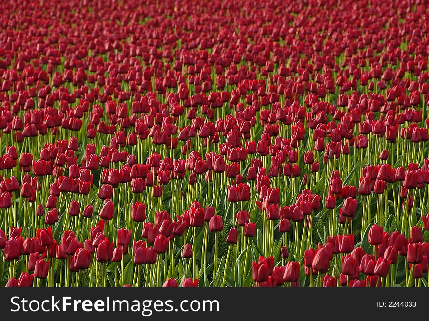Red tulip field in Skagit Valley, WA. Red tulip field in Skagit Valley, WA