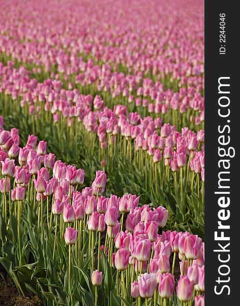 Rows of pink tulips in Skagit Valley, WA. Rows of pink tulips in Skagit Valley, WA