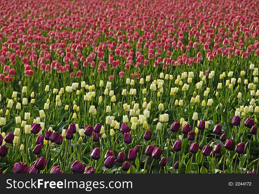 Purple,white, yellow and pink tulips. Purple,white, yellow and pink tulips