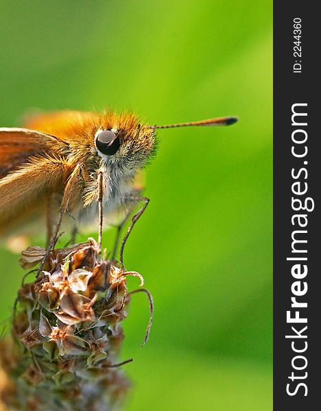 A skipper butterfly on flower