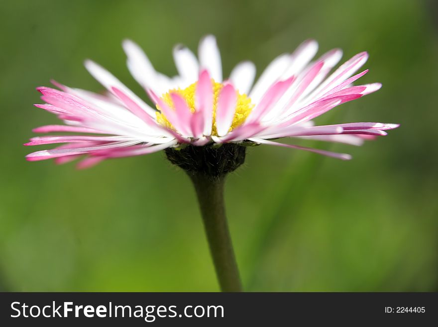 Small daisy in the garden with many little petals. Small daisy in the garden with many little petals