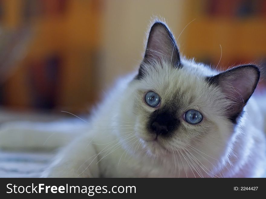 White cat with blue eyes