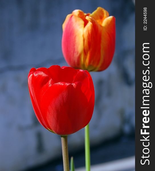 Close-up shot of two red tulips