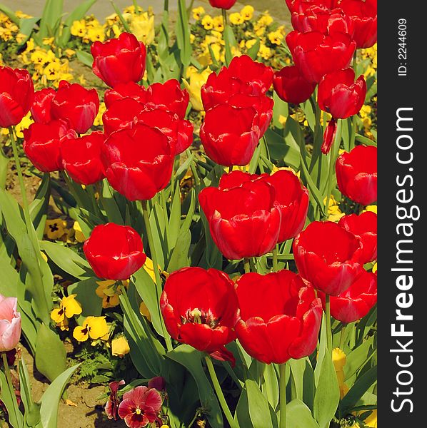 Beautiful and colorful red tulips