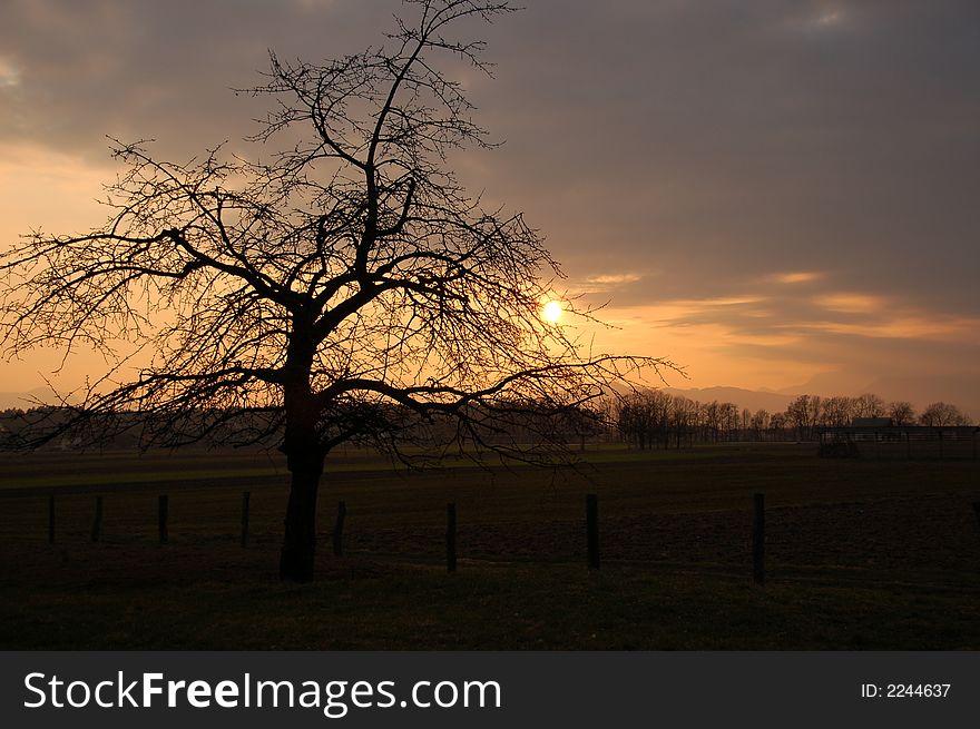 Lonely apple tree at dusk in Slovenia. Lonely apple tree at dusk in Slovenia